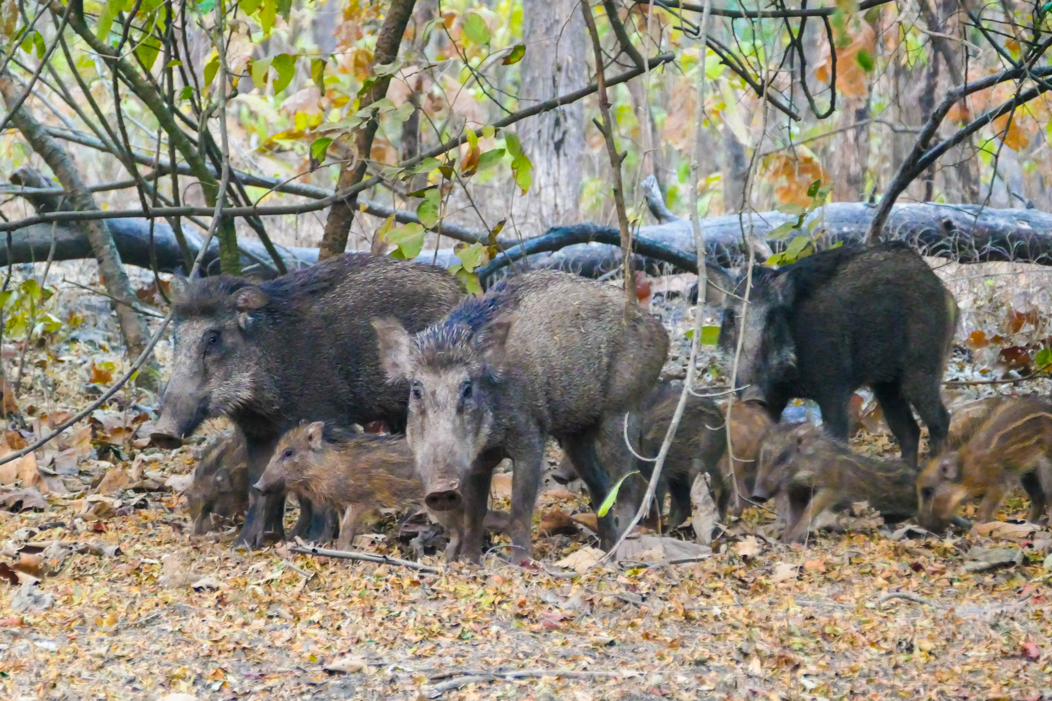 Wildschweine